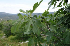 0493 Sirince fig tree